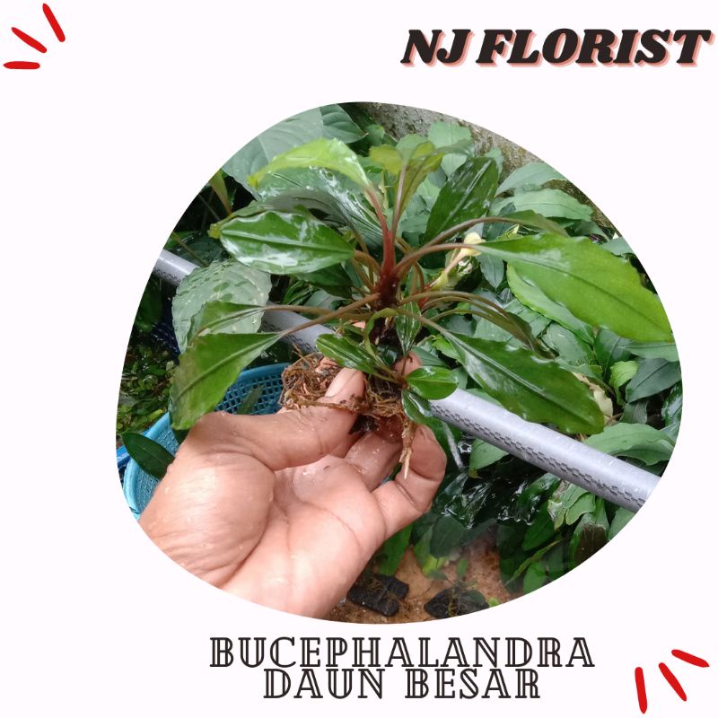 bucephalandra daun besar per 1 kg