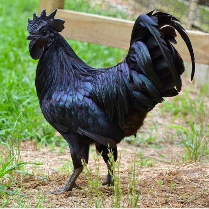 

TELUR AYAM HIAS CEMANI untuk di tetaskan