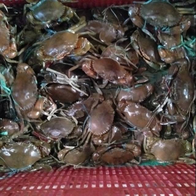 

Kepiting bakau terbaik