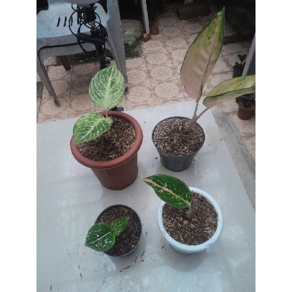 aglonema paket lelang barang sehat