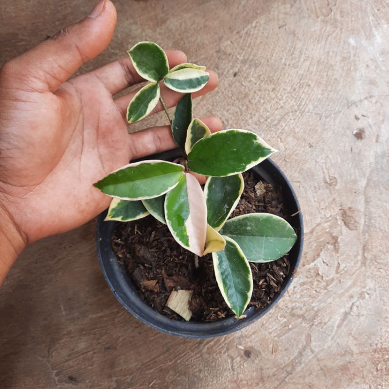 tanaman hoya carnosa hoya cornosa