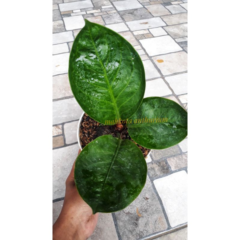 Jemani mangkok Bulat