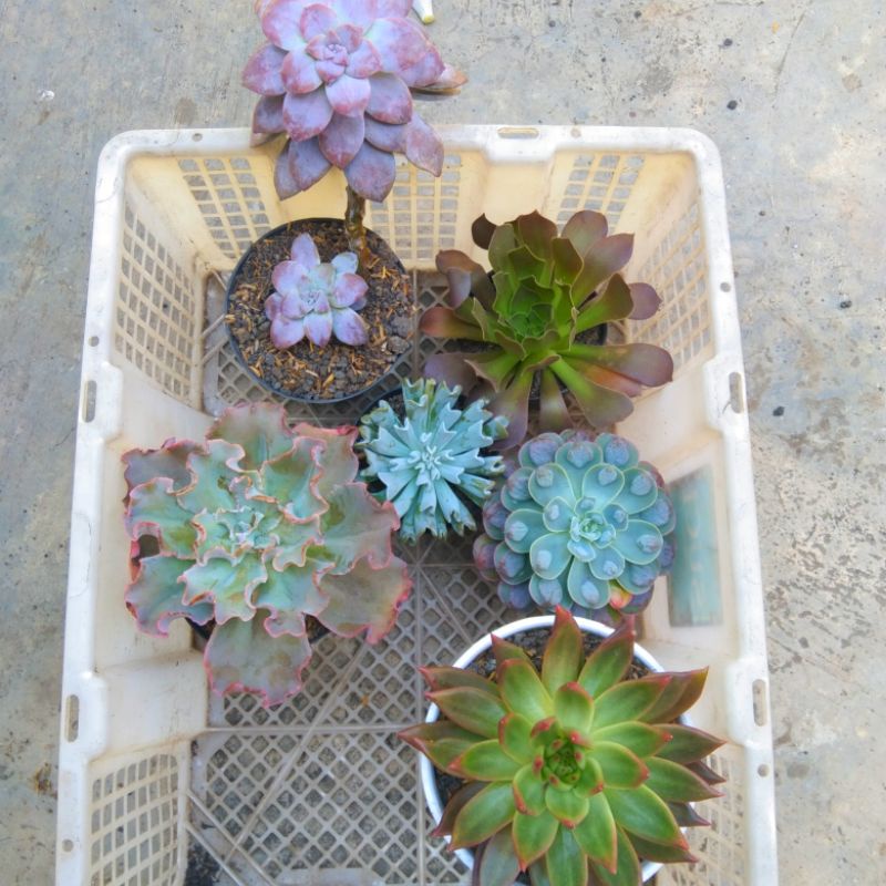 sukulen link paket jumbo