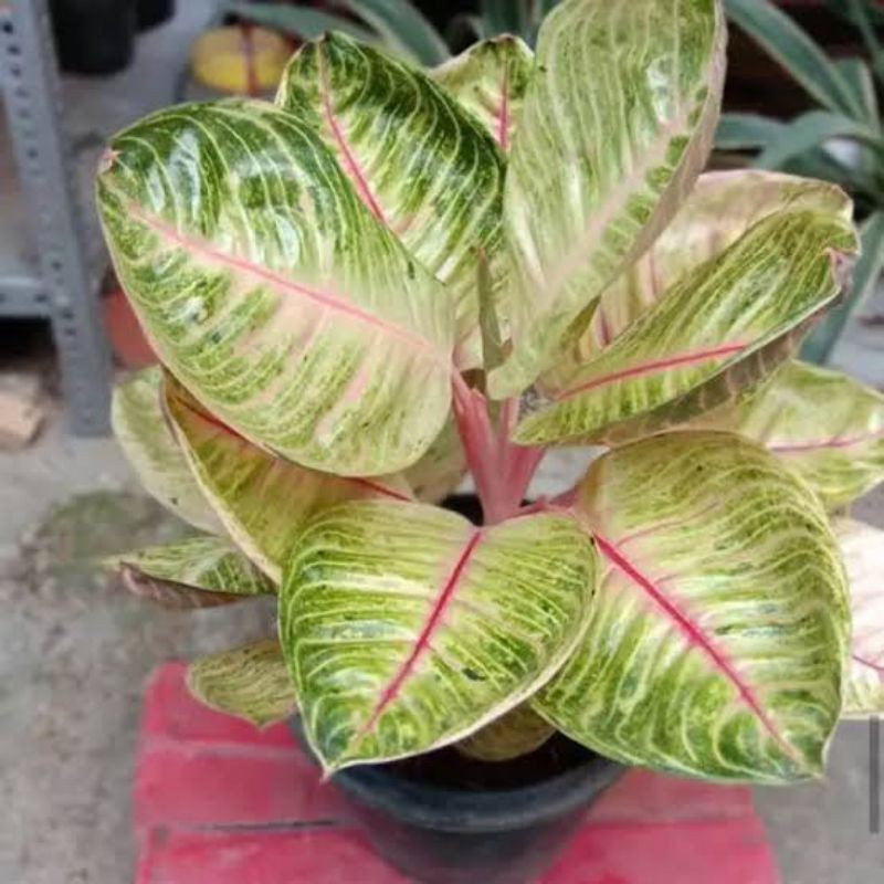 aglonema Moonlight[baby]