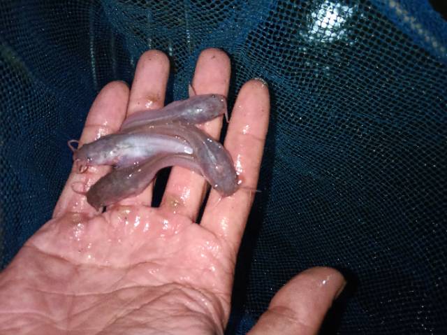 Bibit lele Sangkuriang Harga grosir per 1000 ekor