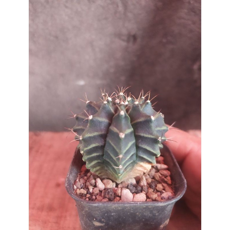 cactus Gymno mihanovichii hybride Varigata miha hibrid varigata tipis
