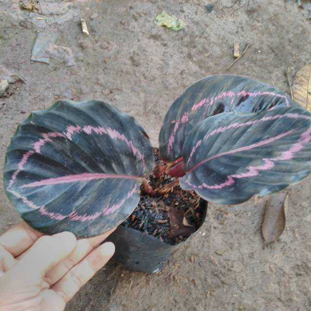  Calathea black lipstik  tanaman hias Shopee Indonesia