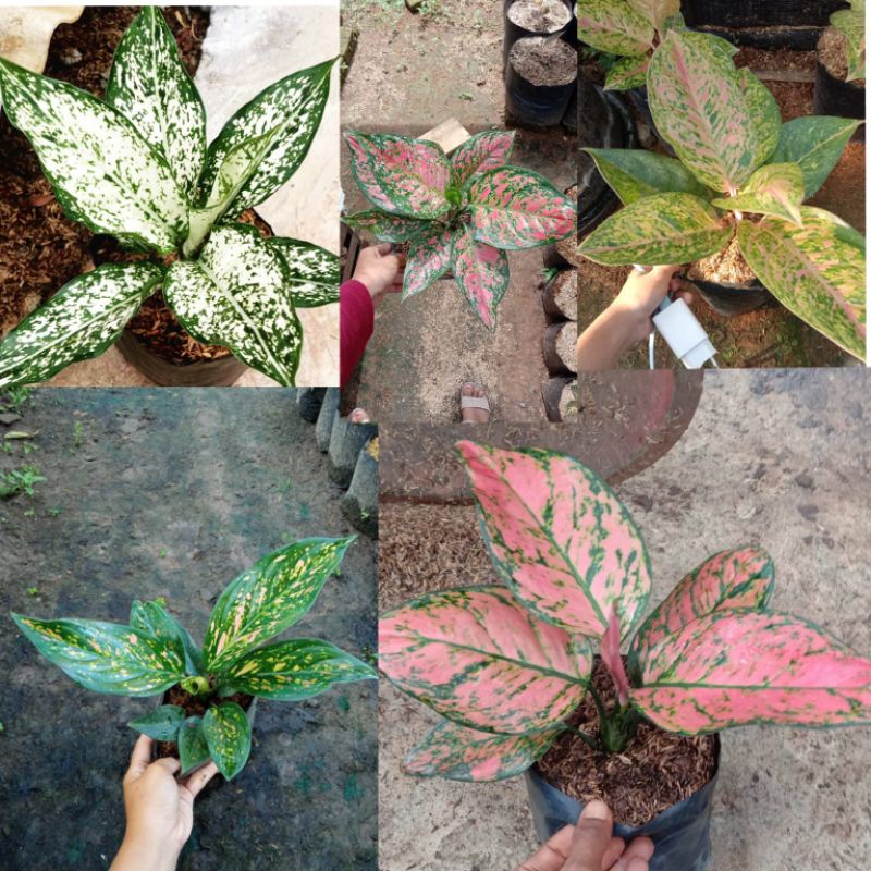 paket 5 Aglonema remaja snowwhite Bigroy ndud anjamani lady Valentine Ruby garuda
