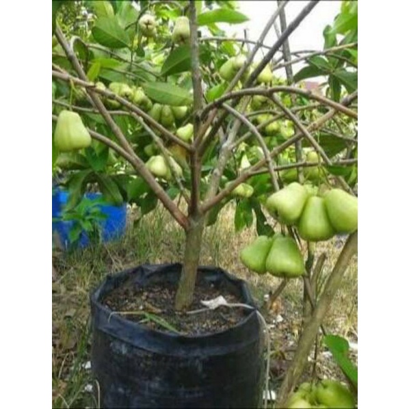 BIBIT JAMBU AIR MADU DELI