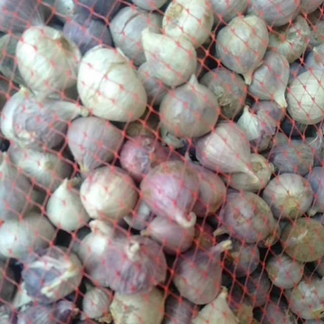 

Bawang Lanang Tunggal