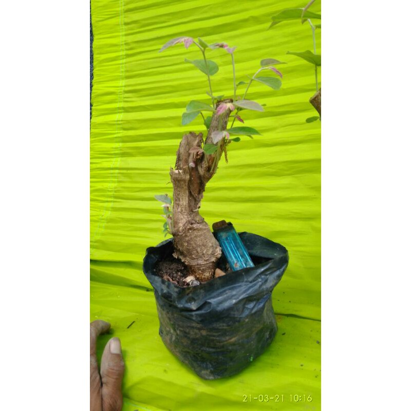 BONSAI WALIKUKUN MAME