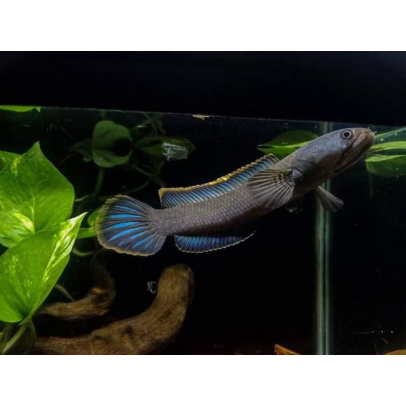 baby Channa limbata gread A cb 6 -10cm