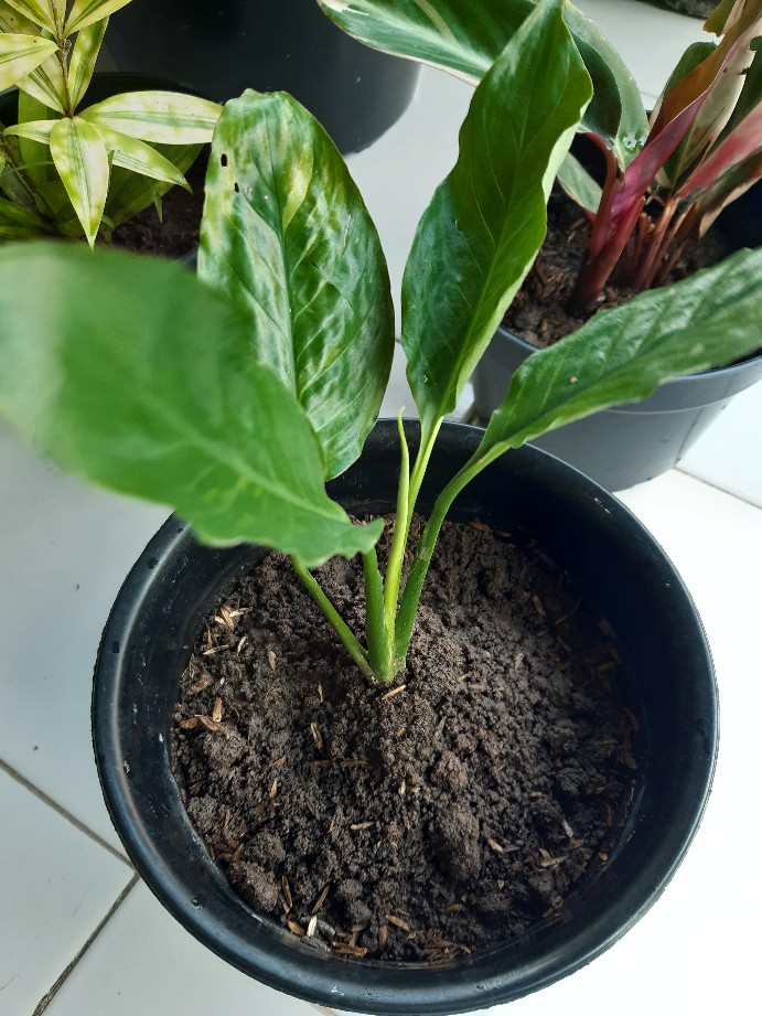 Tanaman Hias Peace Lily Sepatu Phylum Pohon Sepatu Pilem