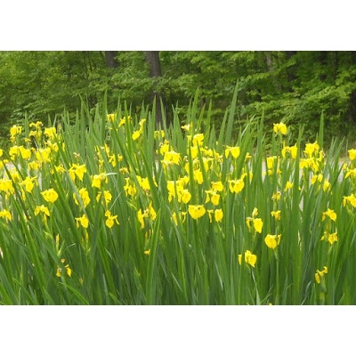 Tanaman Bunga Iris Kuning / Airish Kuning/ Neomarica longifolia