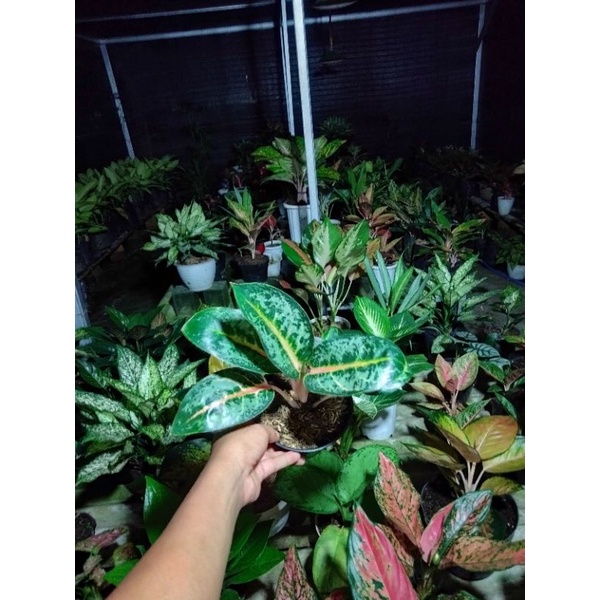 Aglonema gajah mada