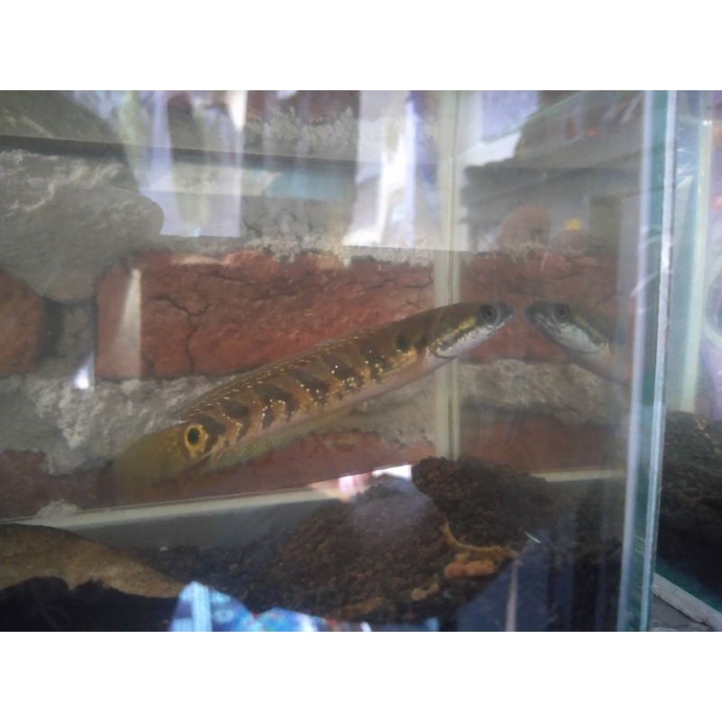 ikan hias Channa asiatica rsws