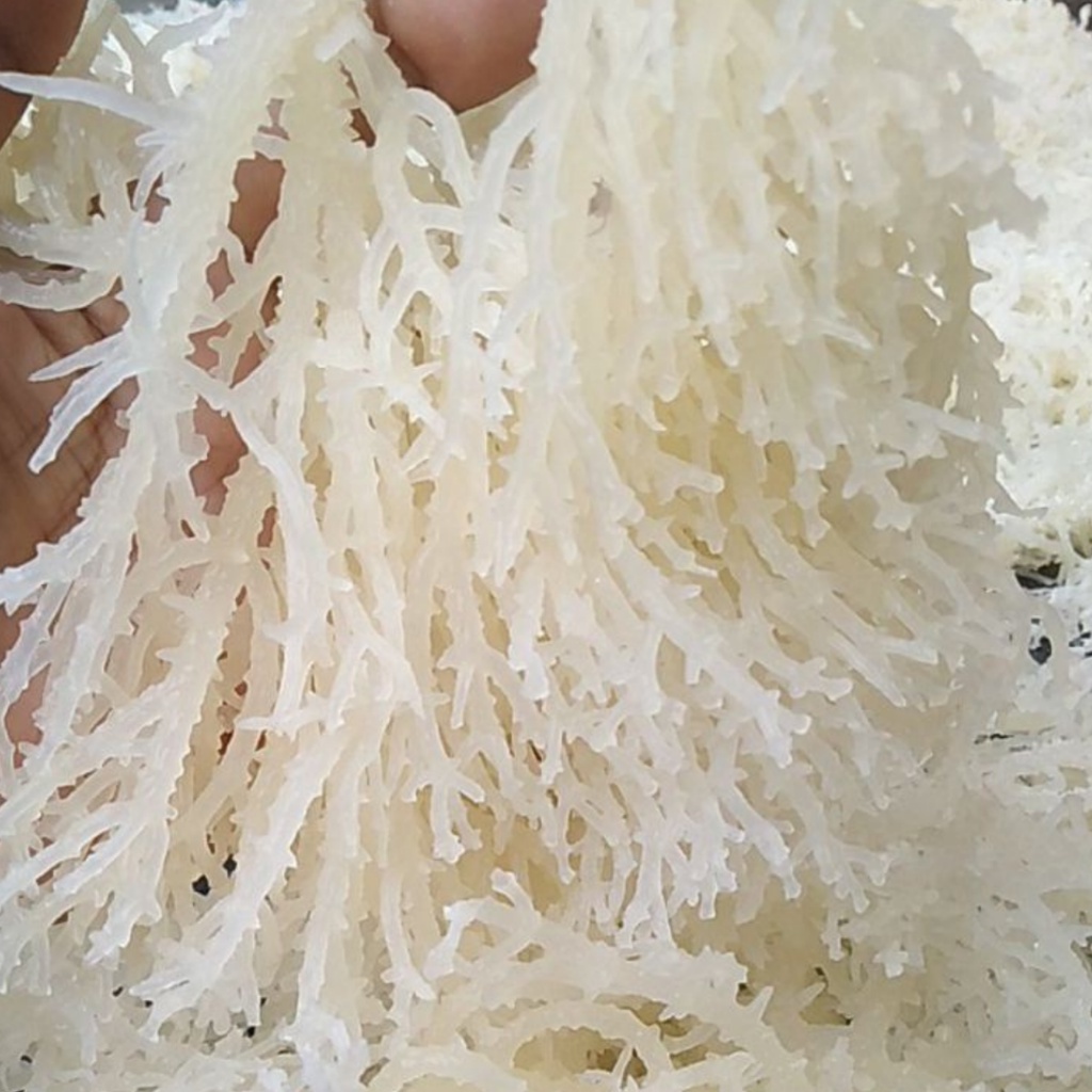 

Rumput Laut 1 Kg Kering Standar Untuk Es Campur