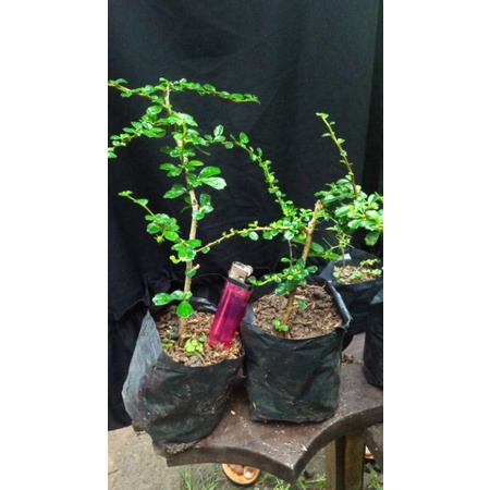 bibit hokianti buah bahan bonsai