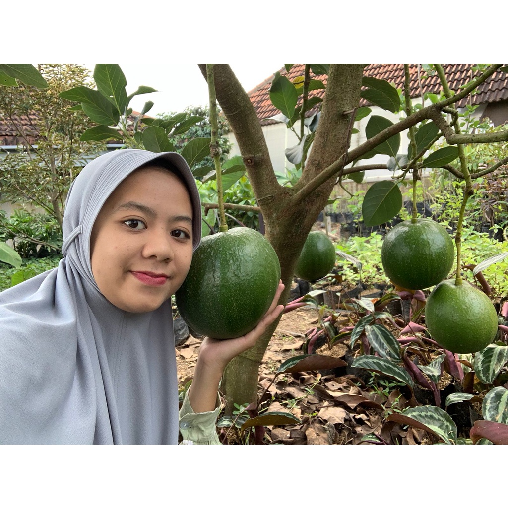 

Buah Alpukat Markus Super Jumbo Fresh dari Kebun Berat 1kg (Limited Stok)