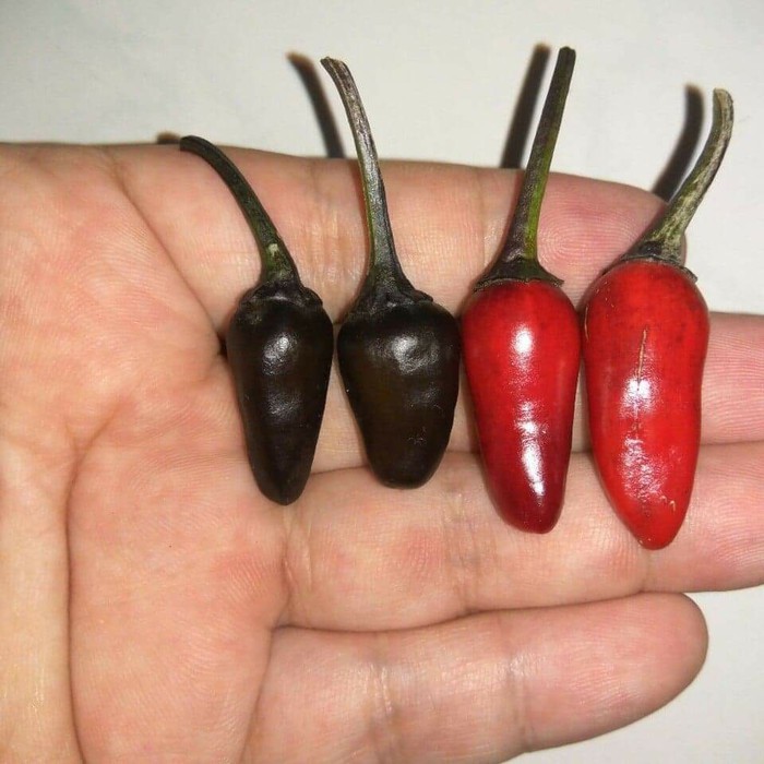 Benih Bibit Biji - Cabai Black Knight Pepper Seeds