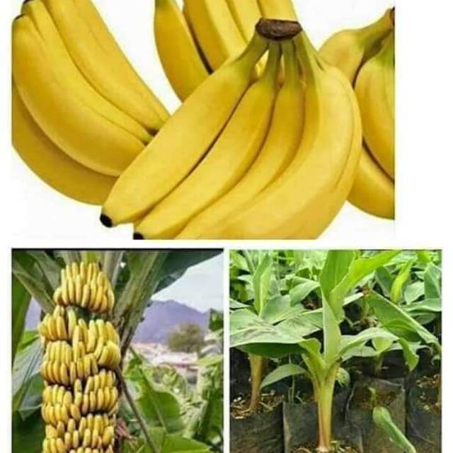 Bibit pisang cavendish super