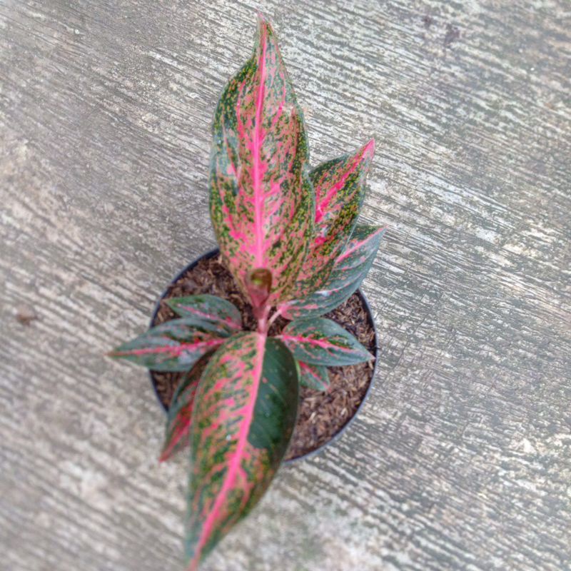 aglonema tiara