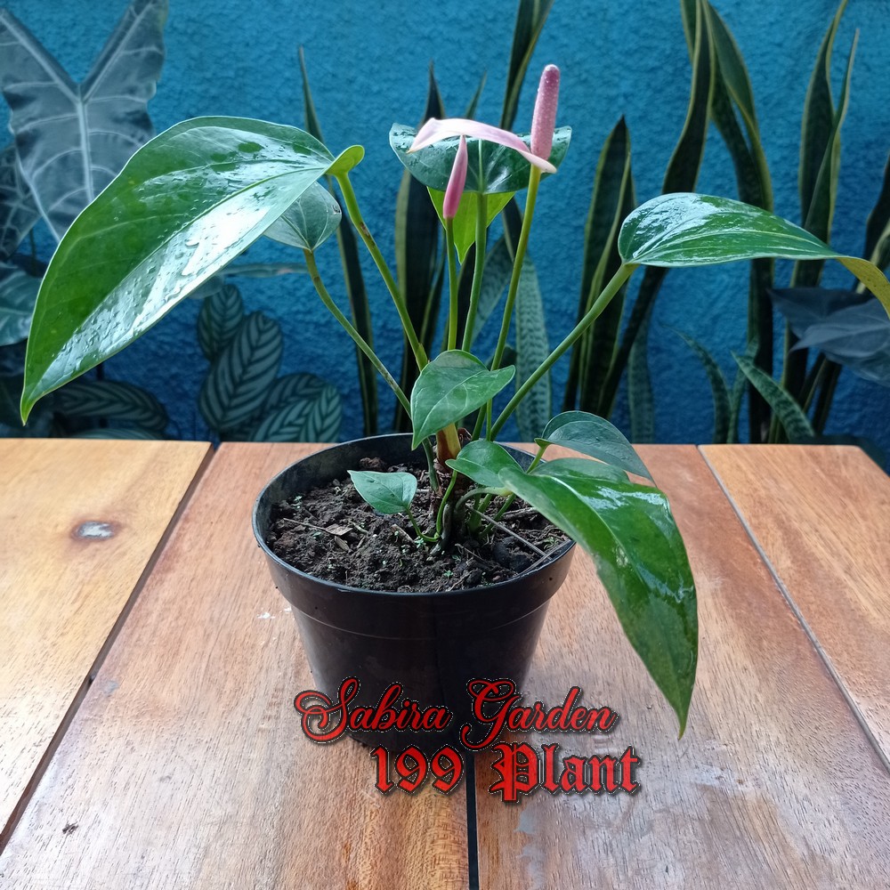 Tanaman hias anthurium bunga ungu/Anthurium Cavalli Purple