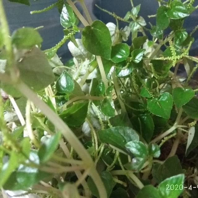 

Daun sirih cina / Daun suruhan 500 gr