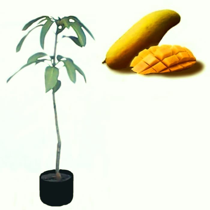 Grosir Tanaman Mangga Kiyojay