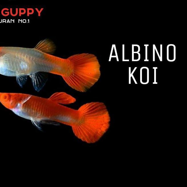 ★ GUPPY ALBINO KOI GEN KING KOI ❇
