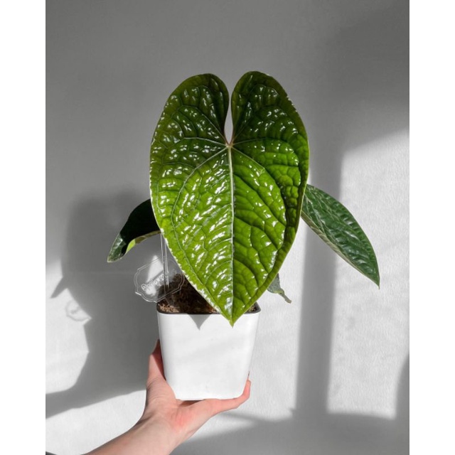 Anthurium luxurians menor