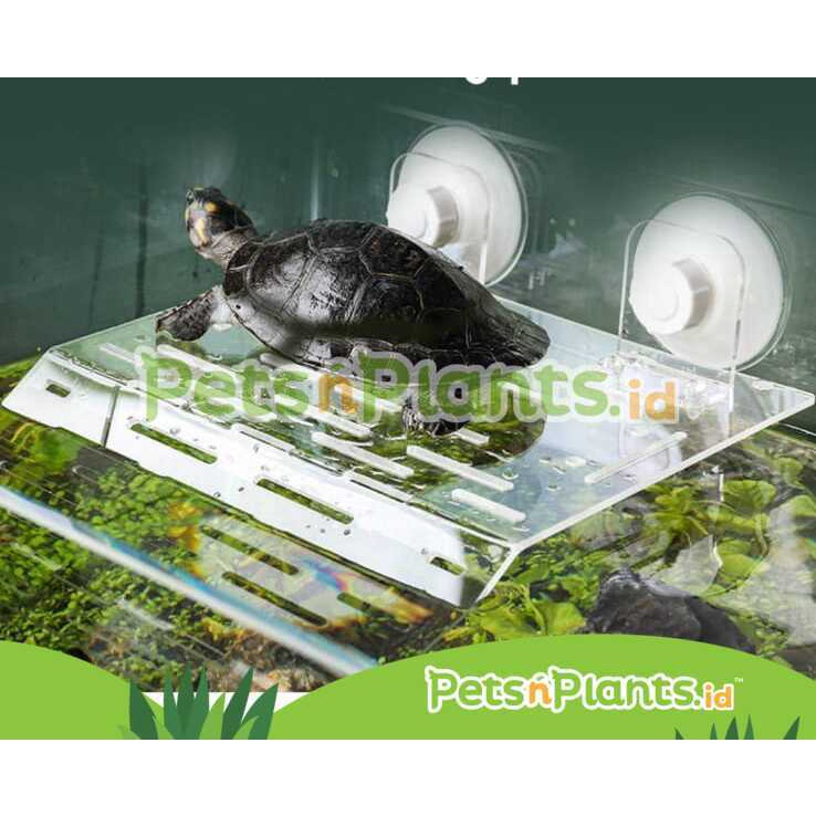 Tempat Berjemur Kura Kura Air Brazil Akrilik Import Crystal Clear PnP - Turtle Acrylic Basking Spot