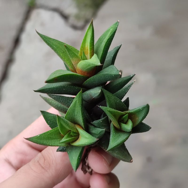 Haworthia Glabrata murah/Haworthia