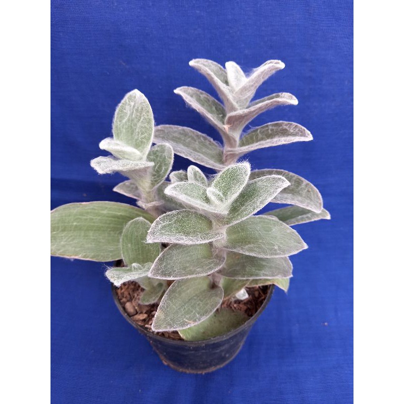 tradescantia sillamontana