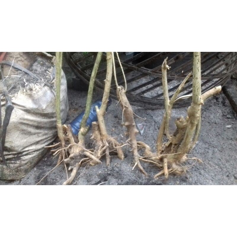 bahan bonsai/mame wahong