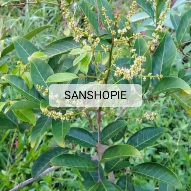 

Daun rambutan segar petik langsung 500 gram