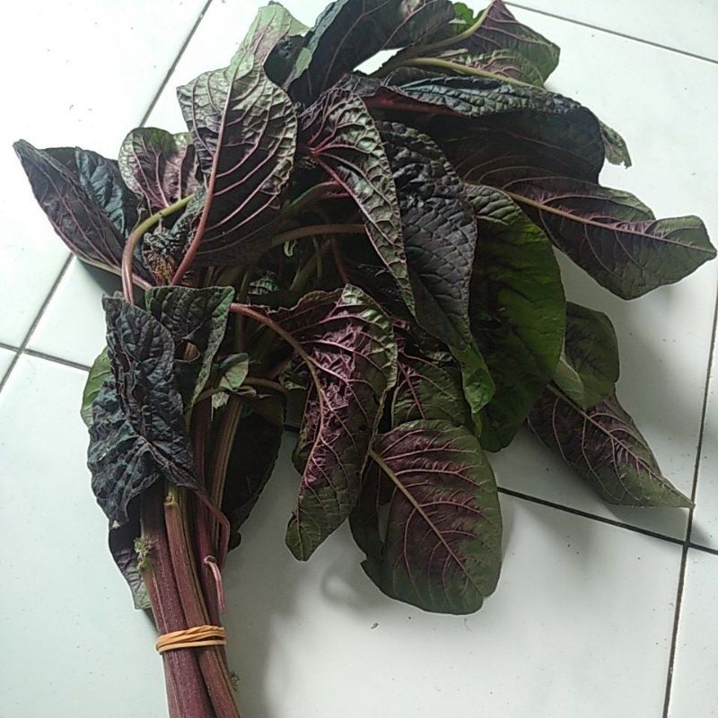 

Sayur Bayam merah segar ikat