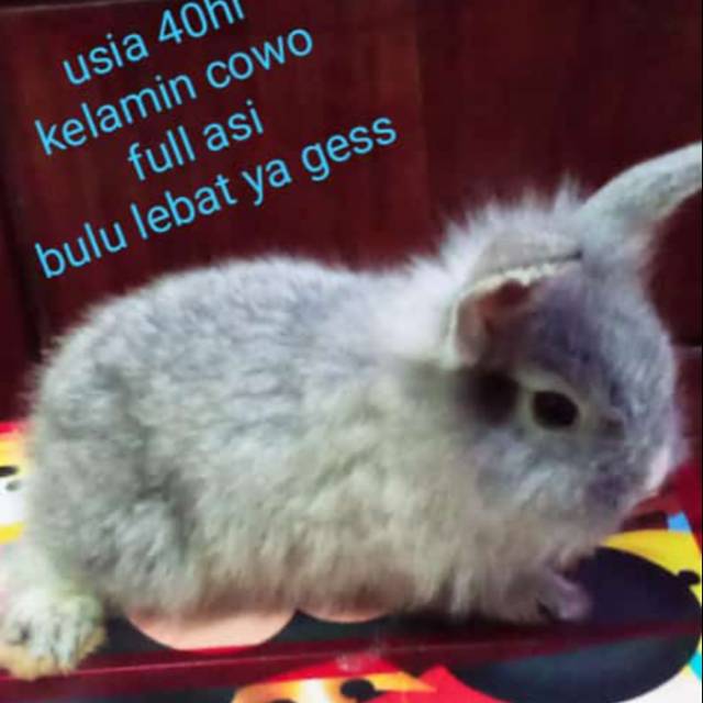 Anak kelinci anggora