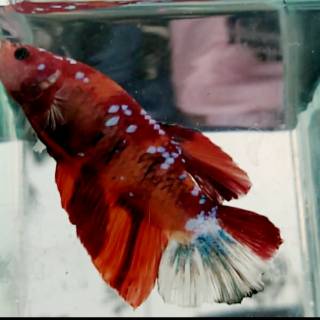 48 Gambar Ikan Cupang Emerald Terbaik