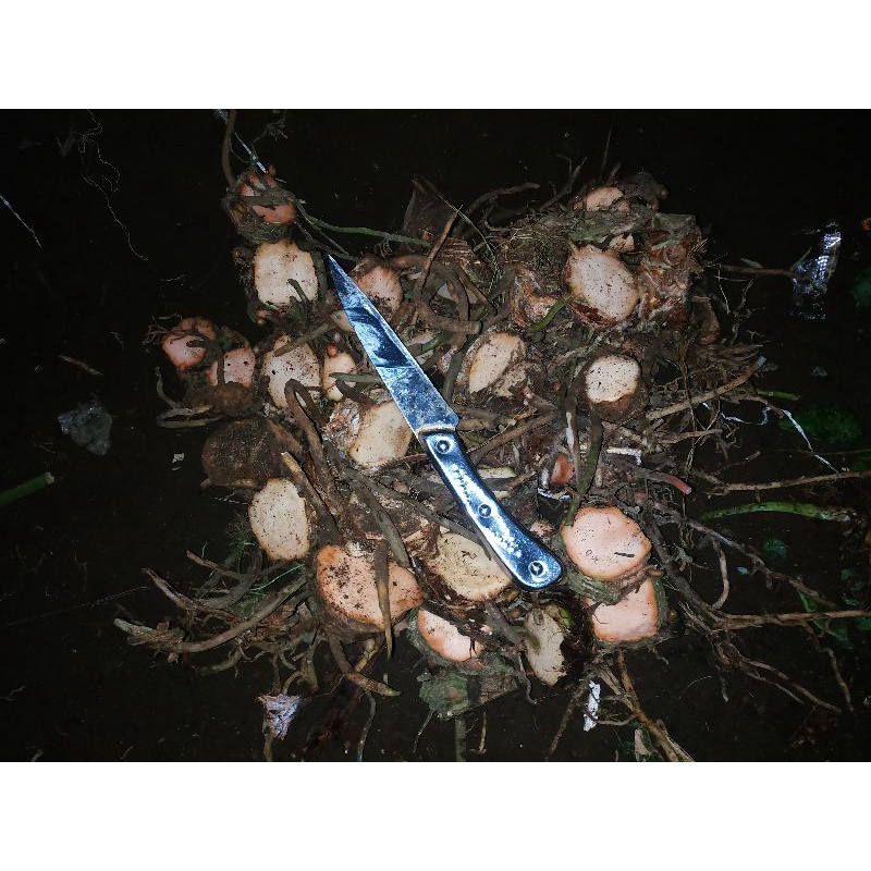 BIBIT/BONGGOLAN ANTHURIUM MARMORATUM