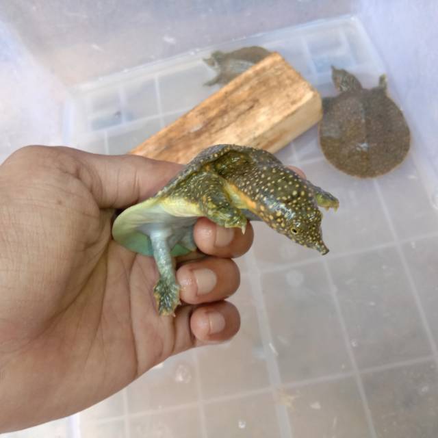 Labi labi / Bulus amyda / hiasan aquarium