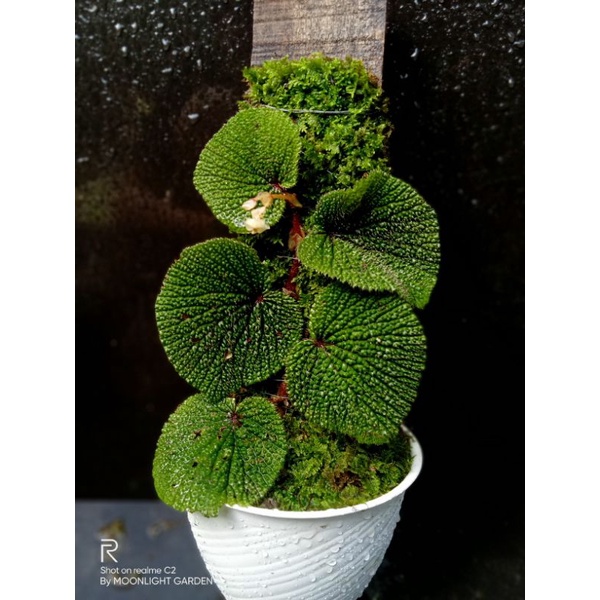 BEGONIA GREEN |Sp borneo