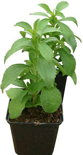 Bibit Stevia/Tanaman Herbal Stevia Daun Manis (Pengganti Gula Alami)