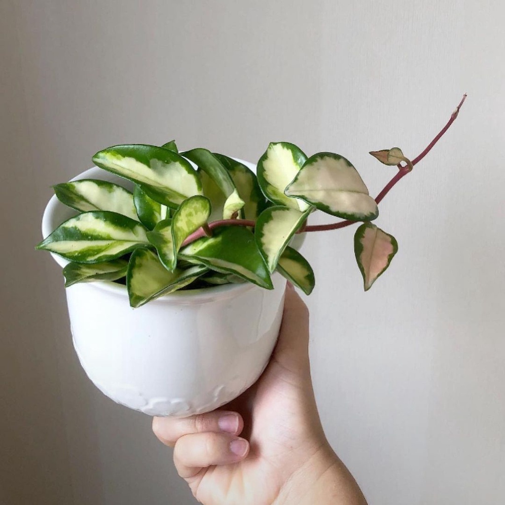 Tanaman bunga hoya carnosa variegata kuning / Carnosa varigata kuning