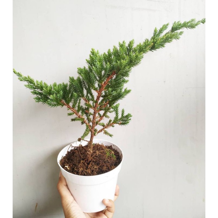 Bibit Cemara Bajul / Cemara Buaya Bahan Bonsai