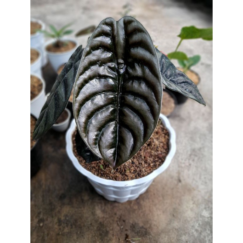 alokasia cuprea tengkorak hitam dewasa