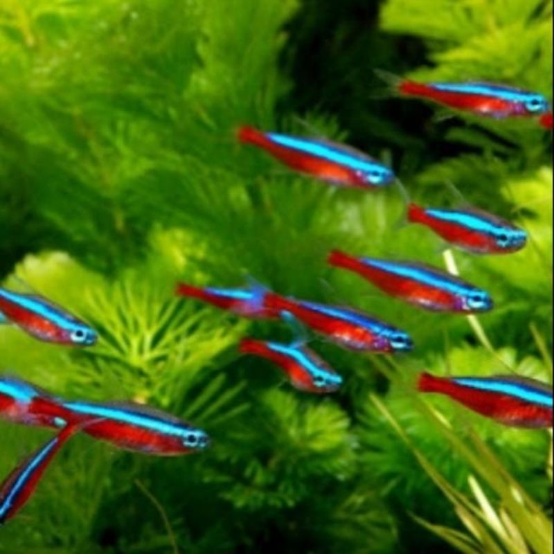 ikan hias Tetra cardinal
