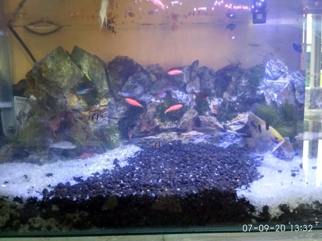 Wpsbgs Wbs003 Border Animal Safari  10 Cm Wall Border Sticker 10mx10cm