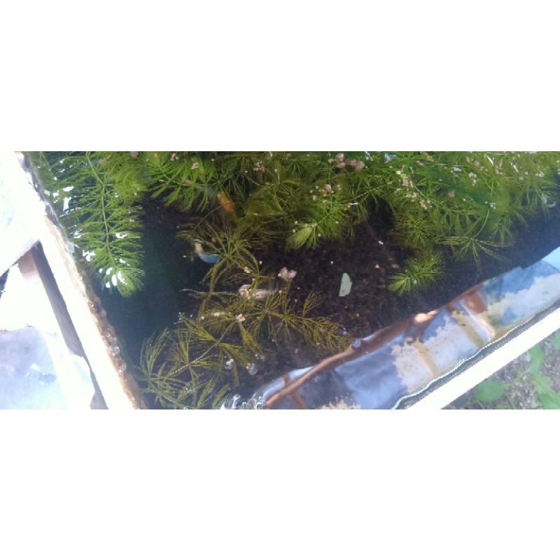 ikan guppy per pasang