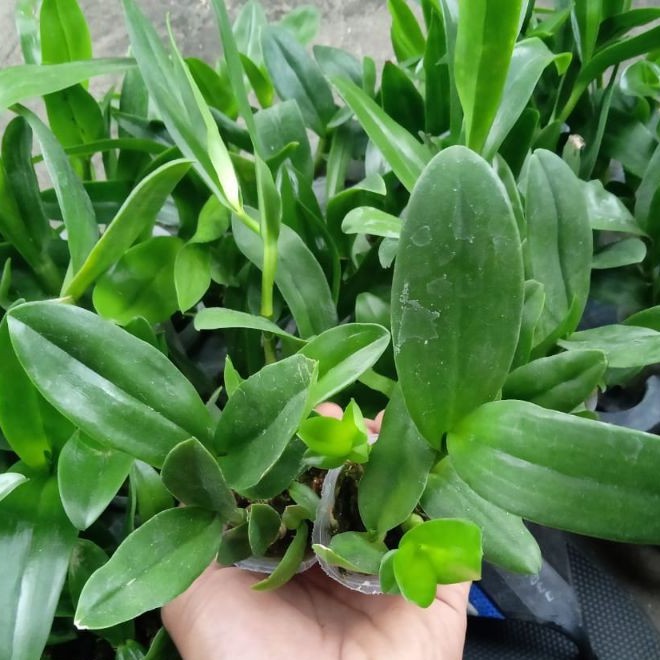 Bibit anggrek dendro melintir - seedling dendrobium hybrid